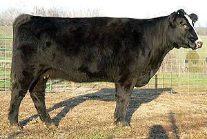 Meyer 734/Angus