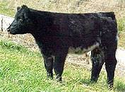 Sired by Crown Royal